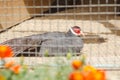 Pheasant in a cage at the zoo Royalty Free Stock Photo