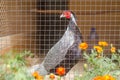 Pheasant in a cage at the zoo Royalty Free Stock Photo
