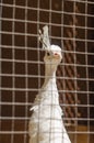 Pheasant in a cage at the zoo Royalty Free Stock Photo