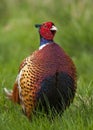 Pheasant (Cock) Royalty Free Stock Photo