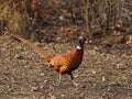 Pheasant-cock Royalty Free Stock Photo