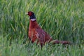 Pheasant look out of the grainfield, spring