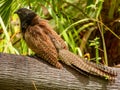Pheasant Coucal (Centropus phasianinus) in Australia Royalty Free Stock Photo