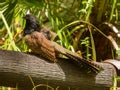 Pheasant Coucal (Centropus phasianinus) in Australia Royalty Free Stock Photo