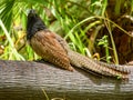 Pheasant Coucal (Centropus phasianinus) in Australia Royalty Free Stock Photo