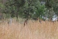 pheasant coucal (Centropus phasianinus)  Queensland, Australia Royalty Free Stock Photo