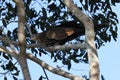 pheasant coucal (Centropus phasianinus)  Queensland, Australia Royalty Free Stock Photo