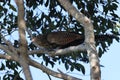pheasant coucal (Centropus phasianinus)  Queensland, Australia Royalty Free Stock Photo