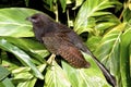 Pheasant Coucal  606025 Royalty Free Stock Photo