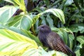 Pheasant Coucal  605763 Royalty Free Stock Photo