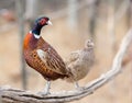 Pheasant couple standing in branch