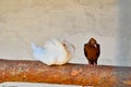 Pheasant decorative and white dove on a perch Royalty Free Stock Photo