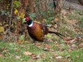 Pheasant Enjoying the Sunshin