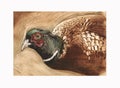 Pheasant etching