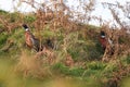 Pheasant, Family: Phasianidae