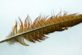 Pheasant feather Royalty Free Stock Photo