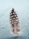 Pheasant feather on light blue wooden background Royalty Free Stock Photo