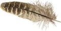 Pheasant feather