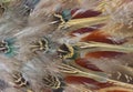 Pheasant feathers Royalty Free Stock Photo