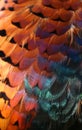 Pheasant feathers Royalty Free Stock Photo