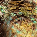 Pheasant feathers abstract as a background Royalty Free Stock Photo