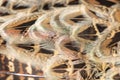 Pheasant feathers abstract as a background Royalty Free Stock Photo