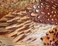Pheasant feathers as an abstract background. Royalty Free Stock Photo