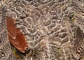 Pheasant feathers as an abstract background. Texture Royalty Free Stock Photo