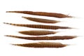 Long pheasant feathers on a white background Royalty Free Stock Photo
