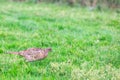 Pheasant female bird standing in grassland Royalty Free Stock Photo