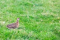 Pheasant female bird standing in grassland Royalty Free Stock Photo