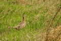 Pheasant female bird standing in grassland. Royalty Free Stock Photo
