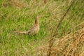 Pheasant female bird standing in grassland. Royalty Free Stock Photo