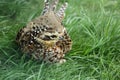 Pheasant female hiding on grass