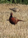 Pheasant (Fhasianus colchicus) Royalty Free Stock Photo