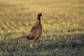 Pheasant Fhasianus colchicus Royalty Free Stock Photo