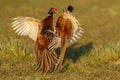 Pheasant fighting Royalty Free Stock Photo