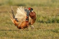 Pheasant fighting Royalty Free Stock Photo