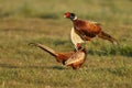 Pheasant fighting Royalty Free Stock Photo