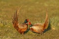 Pheasant fighting Royalty Free Stock Photo