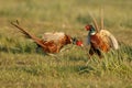 Pheasant fighting Royalty Free Stock Photo