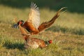 Pheasant fighting Royalty Free Stock Photo