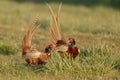 Pheasant fighting Royalty Free Stock Photo