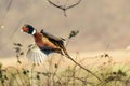 Pheasant in flight