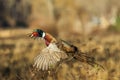 Pheasant in flight