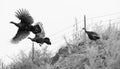 Pheasant Fly Attempting Escape Large Game Brid Winter Landscape