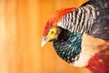 pheasant gold. zoo. Royalty Free Stock Photo
