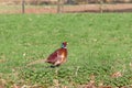 Pheasant in the grass Royalty Free Stock Photo