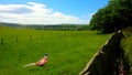 Haslingden Grange  pheasant Royalty Free Stock Photo