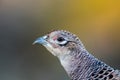 Pheasant Hen`s beautiful but discrete Portrait Royalty Free Stock Photo